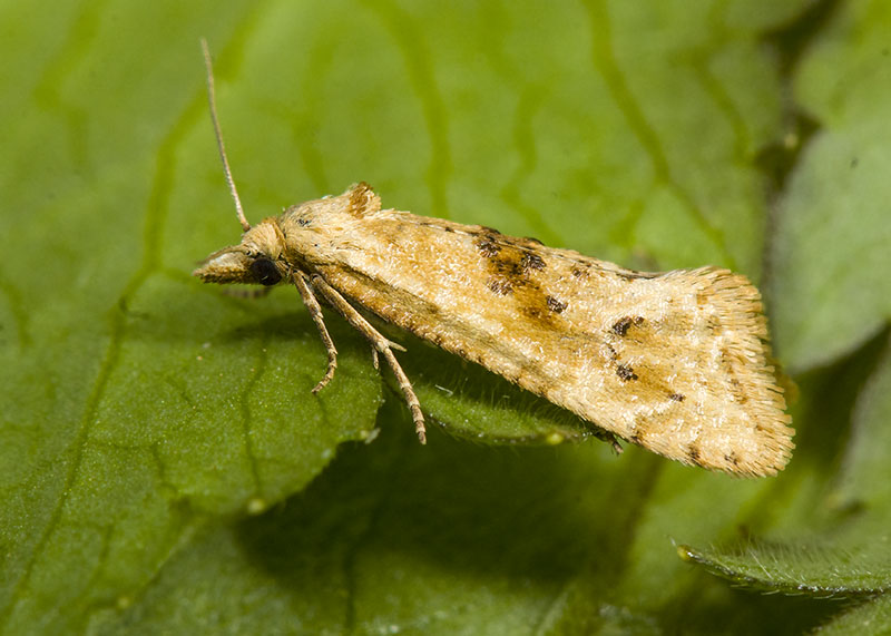 Tortricidae - Cochylimorpha straminea